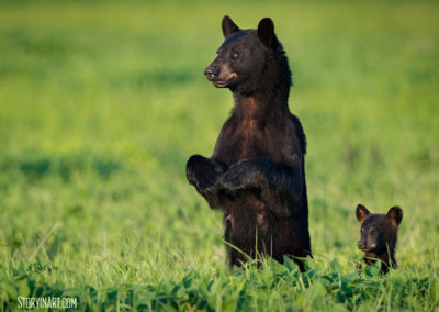 Concerned Mama Black Bear
