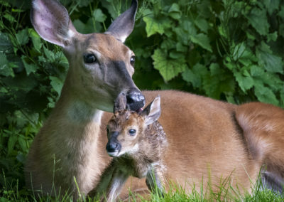 Baby Deer only 2 hours Old with Mom